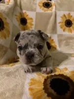 Brisket, a male French Bulldog and Frenchton for sale in Xenia, OH – Photo 2 of 2