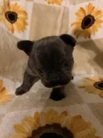 Olive, a female French Bulldog and Frenchton for sale in Xenia, OH – Photo 4 of 4