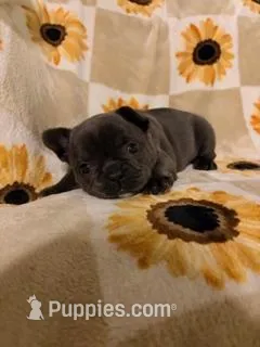 Olive – French Bulldog, Frenchton puppy for sale in Xenia, OH