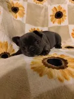 Olive, a female French Bulldog and Frenchton for sale in Xenia, OH – Photo 1 of 4