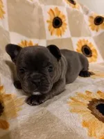 Olive, a female French Bulldog and Frenchton for sale in Xenia, OH – Photo 3 of 4