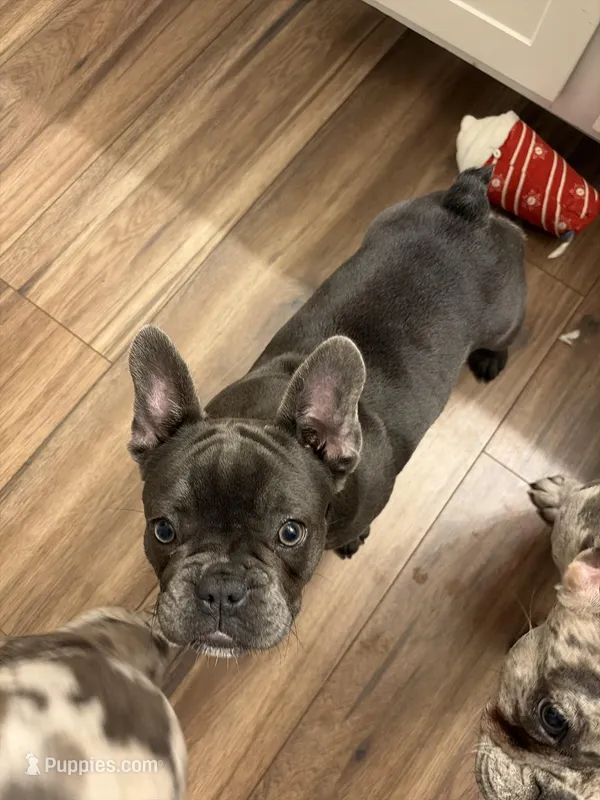 Olive – French Bulldog, Frenchton puppy for sale in Xenia, OH