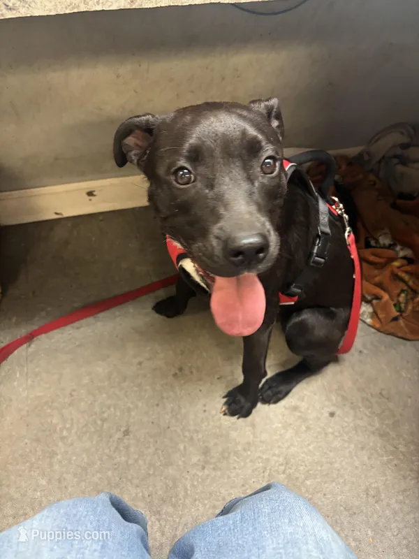 Mariah  – Staffordshire Bull Terrier, Labrador Retriever puppy for sale in Valley, AL