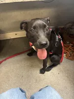 Mariah , a female Staffordshire Bull Terrier and Labrador Retriever for sale in Valley, AL – Photo 1 of 5