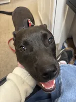 Mariah , a female Staffordshire Bull Terrier and Labrador Retriever for sale in Valley, AL – Photo 4 of 5