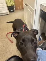 Mariah , a female Staffordshire Bull Terrier and Labrador Retriever for sale in Valley, AL – Photo 2 of 5