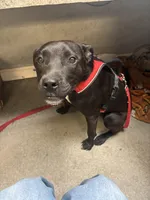 Mariah , a female Staffordshire Bull Terrier and Labrador Retriever for sale in Valley, AL – Photo 3 of 5