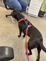 Mariah , a female Staffordshire Bull Terrier and Labrador Retriever for sale in Valley, AL – Photo 5 of 5