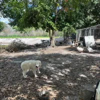 Bruce, a male Great Pyrenees for sale in Orlando, FL – Photo 3 of 5