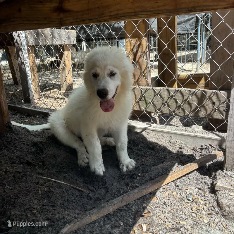 Bruce – Great Pyrenees puppy for sale in Orlando, FL