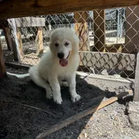 Bruce, a male Great Pyrenees for sale in Orlando, FL – Photo 1 of 5