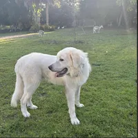 Bruce, a male Great Pyrenees for sale in Orlando, FL – Photo 5 of 5