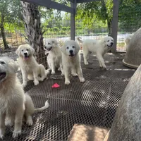 Bruce, a male Great Pyrenees for sale in Orlando, FL – Photo 2 of 5