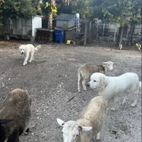 Bruce, a male Great Pyrenees for sale in Orlando, FL – Photo 4 of 5