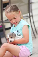 Scamp, a male Beagle for sale in Myerstown, PA – 6 of 6