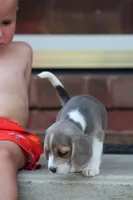 Bella, a female Beagle for sale in Myerstown, PA – 5 of 6
