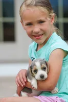 Scamp, a male Beagle for sale in Myerstown, PA – 4 of 6