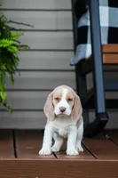 Sophie, a female Beagle for sale in Myerstown, PA – 6 of 9