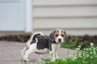 Bella, a female Beagle for sale in Myerstown, PA – 2 of 7