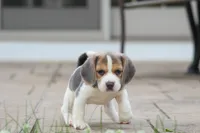 Bella, a female Beagle for sale in Myerstown, PA – 5 of 7