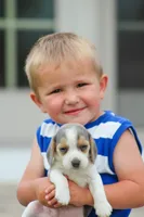 Scamp, a male Beagle for sale in Myerstown, PA – 3 of 6