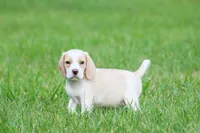 Macy, a female Beagle for sale in Myerstown, PA – 7 of 9