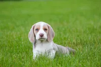 Sophie, a female Beagle for sale in Myerstown, PA – 5 of 9