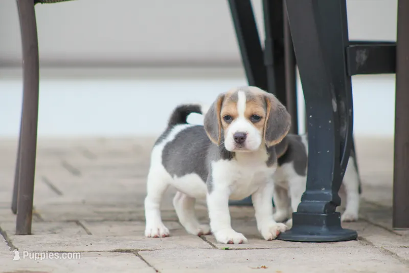 Bella – Beagle puppy for sale in Myerstown, PA