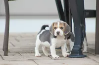 Bella, a female Beagle for sale in Myerstown, PA – 1 of 7