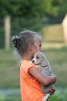 Sophie, a female Beagle for sale in Myerstown, PA – 5 of 6