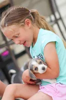 Scamp, a male Beagle for sale in Myerstown, PA – 5 of 6