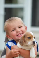 Prince, a male Beagle for sale in Myerstown, PA – 4 of 10
