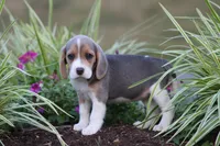 Bella, a female Beagle for sale in Myerstown, PA – 3 of 6