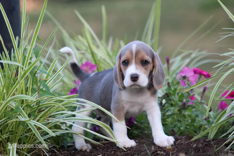 Bella – Beagle puppy for sale in Myerstown, PA