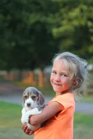 Chloe, a female Beagle for sale in Myerstown, PA – 2 of 8