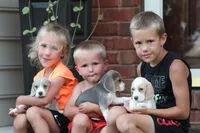 Bella, a female Beagle for sale in Myerstown, PA – 4 of 6