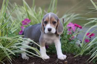 Bella, a female Beagle for sale in Myerstown, PA – 2 of 6