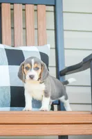 Scamp, a male Beagle for sale in Myerstown, PA – 2 of 6