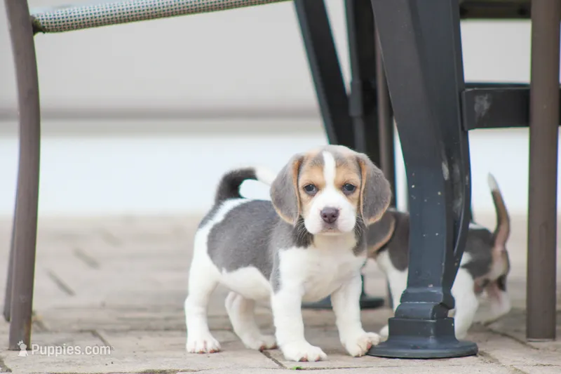 Bella – Beagle puppy for sale in Myerstown, PA