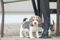 Bella, a female Beagle for sale in Myerstown, PA – 6 of 7