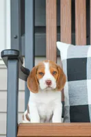 Buster, a male Beagle for sale in Myerstown, PA – 1 of 10