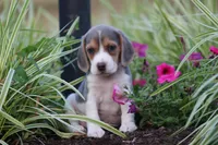 Chloe, a female Beagle for sale in Myerstown, PA – 7 of 8