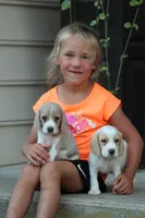 Sophie, a female Beagle for sale in Myerstown, PA – 6 of 6