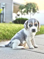 Champ, a male Beagle for sale in Myerstown, PA – 3 of 3