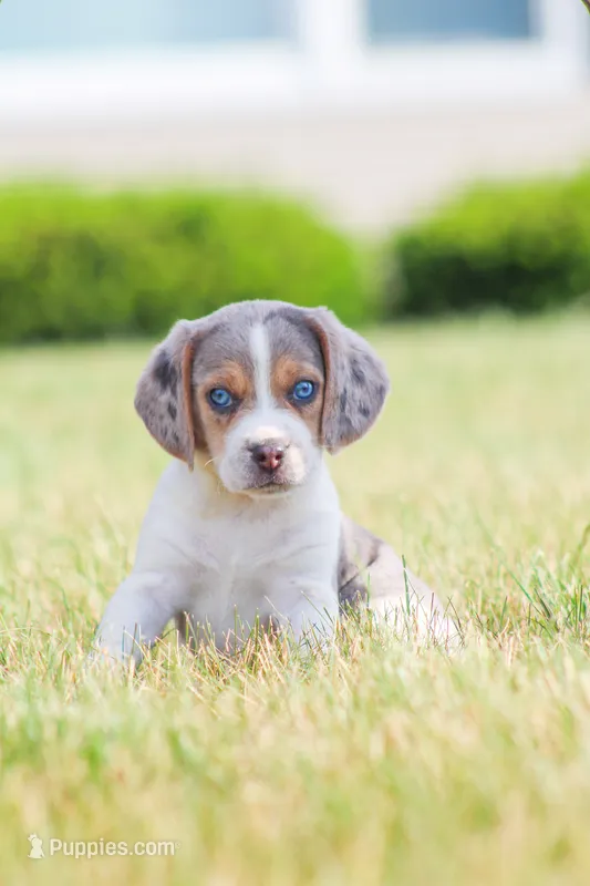 Champ – Beagle puppy for sale in Myerstown, PA
