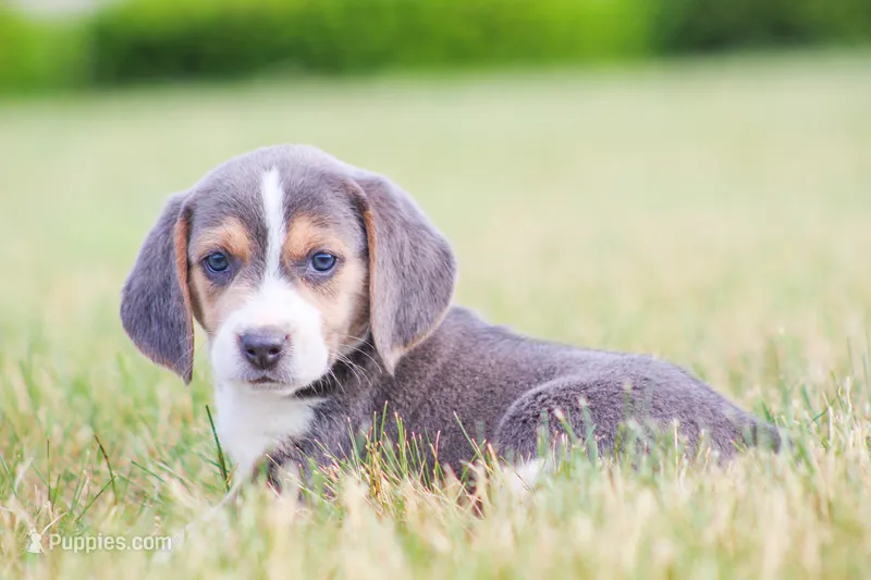 Scamp – Beagle puppy for sale in Myerstown, PA