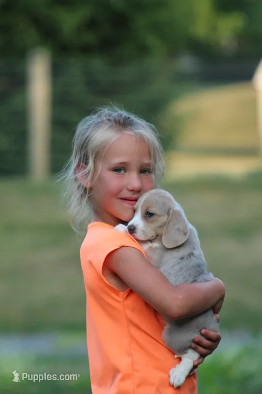 Sophie – Beagle puppy for sale in Myerstown, PA