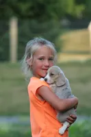Sophie, a female Beagle for sale in Myerstown, PA – 4 of 6