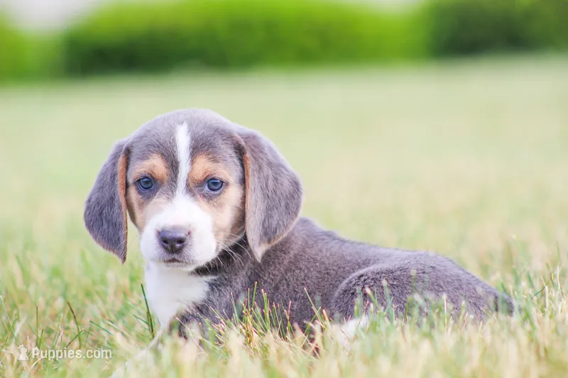 Scamp – Beagle puppy for sale in Myerstown, PA