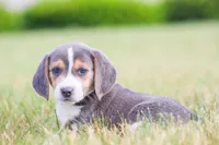 Scamp, a male Beagle for sale in Myerstown, PA – 5 of 6